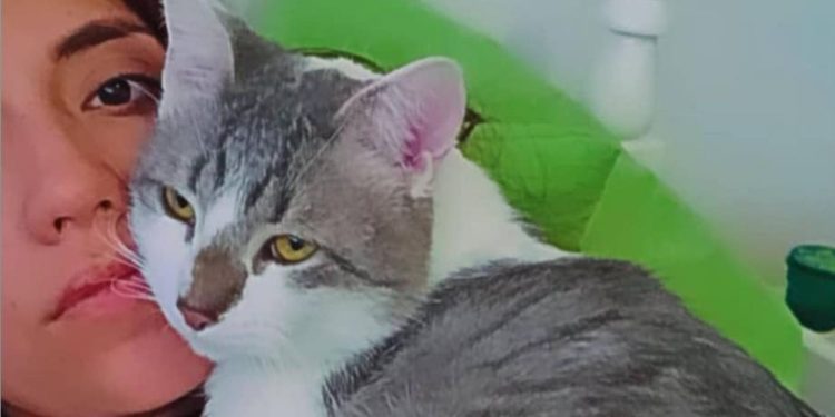 Onde está Tito? Procura por gato perdido na Bolívia mobiliza autoridades